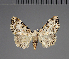  (Tegiapa schreieri - BC ZSM Lep 113699)  @11 [ ] by-nc-sa (2021) SNSB, Staatliche Naturwissenschaftliche Sammlungen Bayerns ZSM (SNSB, Zoologische Staatssammlung Muenchen)
