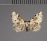  (Tegiapa ambiguosa - BC ZSM Lep 113701)  @11 [ ] by-nc-sa (2021) SNSB, Staatliche Naturwissenschaftliche Sammlungen Bayerns ZSM (SNSB, Zoologische Staatssammlung Muenchen)