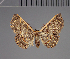  (Oruza usambara - BC ZSM Lep 113702)  @11 [ ] by-nc-sa (2021) SNSB, Staatliche Naturwissenschaftliche Sammlungen Bayerns ZSM (SNSB, Zoologische Staatssammlung Muenchen)