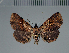  ( - BC ZSM Lep 113705)  @11 [ ] by-nc-sa (2021) SNSB, Staatliche Naturwissenschaftliche Sammlungen Bayerns ZSM (SNSB, Zoologische Staatssammlung Muenchen)