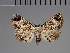  (Metachrostis anticalis - BC ZSM Lep 113706)  @11 [ ] by-nc-sa (2021) SNSB, Staatliche Naturwissenschaftliche Sammlungen Bayerns ZSM (SNSB, Zoologische Staatssammlung Muenchen)
