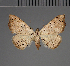  ( - BC ZSM Lep 113707)  @11 [ ] by-nc-sa (2021) SNSB, Staatliche Naturwissenschaftliche Sammlungen Bayerns ZSM (SNSB, Zoologische Staatssammlung Muenchen)