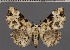  ( - BC ZSM Lep 113712)  @11 [ ] by-nc-sa (2021) SNSB, Staatliche Naturwissenschaftliche Sammlungen Bayerns ZSM (SNSB, Zoologische Staatssammlung Muenchen)