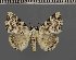  ( - BC ZSM Lep 113713)  @11 [ ] by-nc-sa (2021) SNSB, Staatliche Naturwissenschaftliche Sammlungen Bayerns ZSM (SNSB, Zoologische Staatssammlung Muenchen)