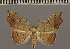  (Cautatha abyssinia - BC ZSM Lep 113714)  @11 [ ] by-nc-sa (2021) SNSB, Staatliche Naturwissenschaftliche Sammlungen Bayerns ZSM (SNSB, Zoologische Staatssammlung Muenchen)