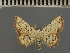  (Corgatha elachistella - BC ZSM Lep 113717)  @11 [ ] by-nc-sa (2021) SNSB, Staatliche Naturwissenschaftliche Sammlungen Bayerns ZSM (SNSB, Zoologische Staatssammlung Muenchen)