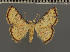  (Corgatha laginia - BC ZSM Lep 113718)  @11 [ ] by-nc-sa (2021) SNSB, Staatliche Naturwissenschaftliche Sammlungen Bayerns ZSM (SNSB, Zoologische Staatssammlung Muenchen)