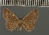  (Oruza dirkstadiensis - BC ZSM Lep 113720)  @11 [ ] by-nc-sa (2021) SNSB, Staatliche Naturwissenschaftliche Sammlungen Bayerns ZSM (SNSB, Zoologische Staatssammlung Muenchen)
