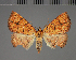  (Raparna tritonias - BC ZSM Lep 113722)  @11 [ ] by-nc-sa (2021) SNSB, Staatliche Naturwissenschaftliche Sammlungen Bayerns ZSM (SNSB, Zoologische Staatssammlung Muenchen)