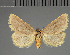  (Honeyania - BC ZSM Lep 113725)  @11 [ ] by-nc-sa (2021) SNSB, Staatliche Naturwissenschaftliche Sammlungen Bayerns ZSM (SNSB, Zoologische Staatssammlung Muenchen)
