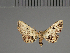  (Hypobleta berioi - BC ZSM Lep 113728)  @11 [ ] by-nc-sa (2021) SNSB, Staatliche Naturwissenschaftliche Sammlungen Bayerns ZSM (SNSB, Zoologische Staatssammlung Muenchen)