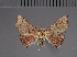  (Corghata - BC ZSM Lep 113730)  @11 [ ] by-nc-sa (2021) SNSB, Staatliche Naturwissenschaftliche Sammlungen Bayerns ZSM (SNSB, Zoologische Staatssammlung Muenchen)