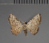  (Corgatha micropolia - BC ZSM Lep 113731)  @11 [ ] by-nc-sa (2021) SNSB, Staatliche Naturwissenschaftliche Sammlungen Bayerns ZSM (SNSB, Zoologische Staatssammlung Muenchen)