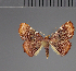  ( - BC ZSM Lep 113733)  @11 [ ] by-nc-sa (2021) SNSB, Staatliche Naturwissenschaftliche Sammlungen Bayerns ZSM (SNSB, Zoologische Staatssammlung Muenchen)