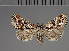  (Phytometra opsiphora - BC ZSM Lep 113740)  @11 [ ] by-nc-sa (2021) SNSB, Staatliche Naturwissenschaftliche Sammlungen Bayerns ZSM (SNSB, Zoologische Staatssammlung Muenchen)