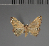  (Corgatha macropolia - BC ZSM Lep 113741)  @11 [ ] by-nc-sa (2021) SNSB, Staatliche Naturwissenschaftliche Sammlungen Bayerns ZSM (SNSB, Zoologische Staatssammlung Muenchen)