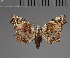  (Trogocraspis - BC ZSM Lep 113744)  @11 [ ] by-nc-sa (2021) SNSB, Staatliche Naturwissenschaftliche Sammlungen Bayerns ZSM (SNSB, Zoologische Staatssammlung Muenchen)