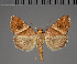  ( - BC ZSM Lep 113750)  @11 [ ] by-nc-sa (2021) SNSB, Staatliche Naturwissenschaftliche Sammlungen Bayerns ZSM (SNSB, Zoologische Staatssammlung Muenchen)