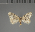  ( - BC ZSM Lep 113751)  @11 [ ] by-nc-sa (2021) SNSB, Staatliche Naturwissenschaftliche Sammlungen Bayerns ZSM (SNSB, Zoologische Staatssammlung Muenchen)