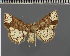  (Tegiapa steganioides - BC ZSM Lep 113754)  @11 [ ] by-nc-sa (2021) SNSB, Staatliche Naturwissenschaftliche Sammlungen Bayerns ZSM (SNSB, Zoologische Staatssammlung Muenchen)