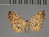  (Foedindecora - BC ZSM Lep 113755)  @11 [ ] by-nc-sa (2021) SNSB, Staatliche Naturwissenschaftliche Sammlungen Bayerns ZSM (SNSB, Zoologische Staatssammlung Muenchen)