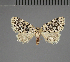 (Tegiapa grisesaxea - BC ZSM Lep 113756)  @11 [ ] by-nc-sa (2021) SNSB, Staatliche Naturwissenschaftliche Sammlungen Bayerns ZSM (SNSB, Zoologische Staatssammlung Muenchen)