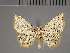  (Eublemmistis - BC ZSM Lep 113759)  @11 [ ] by-nc-sa (2021) SNSB, Staatliche Naturwissenschaftliche Sammlungen Bayerns ZSM (SNSB, Zoologische Staatssammlung Muenchen)