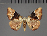  ( - BC ZSM Lep 113761)  @11 [ ] by-nc-sa (2021) SNSB, Staatliche Naturwissenschaftliche Sammlungen Bayerns ZSM (SNSB, Zoologische Staatssammlung Muenchen)