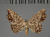  (Cautatha drepanodes - BC ZSM Lep 113764)  @11 [ ] by-nc-sa (2021) SNSB, Staatliche Naturwissenschaftliche Sammlungen Bayerns ZSM (SNSB, Zoologische Staatssammlung Muenchen)