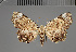  (Oediblemma - BC ZSM Lep 113765)  @11 [ ] by-nc-sa (2021) SNSB, Staatliche Naturwissenschaftliche Sammlungen Bayerns ZSM (SNSB, Zoologische Staatssammlung Muenchen)