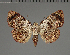 (Haemaphlebia - BC ZSM Lep 113766)  @11 [ ] by-nc-sa (2021) SNSB, Staatliche Naturwissenschaftliche Sammlungen Bayerns ZSM (SNSB, Zoologische Staatssammlung Muenchen)
