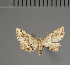  (Corgathalia - BC ZSM Lep 113767)  @11 [ ] by-nc-sa (2021) SNSB, Staatliche Naturwissenschaftliche Sammlungen Bayerns ZSM (SNSB, Zoologische Staatssammlung Muenchen)