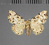  (Tegiapa craspedica - BC ZSM Lep 113770)  @11 [ ] by-nc-sa (2021) SNSB, Staatliche Naturwissenschaftliche Sammlungen Bayerns ZSM (SNSB, Zoologische Staatssammlung Muenchen)