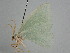  ( - BC ZSM Lep 114461)  @11 [ ] by-nc-sa (2021) SNSB, Staatliche Naturwissenschaftliche Sammlungen Bayerns ZSM (SNSB, Zoologische Staatssammlung Muenchen)