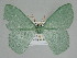  ( - BC ZSM Lep 114502)  @11 [ ] by-nc-sa (2021) SNSB, Staatliche Naturwissenschaftliche Sammlungen Bayerns ZSM (SNSB, Zoologische Staatssammlung Muenchen)