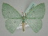  ( - BC ZSM Lep 114527)  @11 [ ] by-nc-sa (2021) SNSB, Staatliche Naturwissenschaftliche Sammlungen Bayerns ZSM (SNSB, Zoologische Staatssammlung Muenchen)