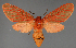  ( - BC ZSM Lep 114249)  @11 [ ] by-nc-sa (2022) SNSB, Staatliche Naturwissenschaftliche Sammlungen Bayerns ZSM (SNSB, Zoologische Staatssammlung Muenchen)