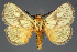  (Cosuma flavimacula - BC ZSM Lep 114324)  @11 [ ] by-nc-sa (2022) SNSB, Staatliche Naturwissenschaftliche Sammlungen Bayerns ZSM (SNSB, Zoologische Staatssammlung Muenchen)