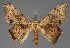  (Xenimpia meyi - BC ZSM Lep 114390)  @11 [ ] by-nc-sa (2022) SNSB, Staatliche Naturwissenschaftliche Sammlungen Bayerns ZSM (SNSB, Zoologische Staatssammlung Muenchen)