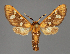  ( - BC ZSM Lep 114416)  @11 [ ] by-nc-sa (2022) SNSB, Staatliche Naturwissenschaftliche Sammlungen Bayerns ZSM (SNSB, Zoologische Staatssammlung Muenchen)