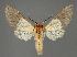 ( - BC ZSM Lep 114418)  @11 [ ] by-nc-sa (2022) SNSB, Staatliche Naturwissenschaftliche Sammlungen Bayerns ZSM (SNSB, Zoologische Staatssammlung Muenchen)