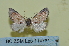  (Paracroria griseotincta - BC ZSM Lep 114781)  @11 [ ] by-nc-sa (2022) SNSB, Staatliche Naturwissenschaftliche Sammlungen Bayerns ZSM (SNSB, Zoologische Staatssammlung Muenchen)
