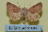  ( - BC ZSM Lep 114787)  @11 [ ] by-nc-sa (2022) SNSB, Staatliche Naturwissenschaftliche Sammlungen Bayerns ZSM (SNSB, Zoologische Staatssammlung Muenchen)