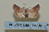  ( - BC ZSM Lep 114795)  @11 [ ] by-nc-sa (2022) SNSB, Staatliche Naturwissenschaftliche Sammlungen Bayerns ZSM (SNSB, Zoologische Staatssammlung Muenchen)