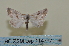  ( - BC ZSM Lep 114797)  @11 [ ] by-nc-sa (2022) SNSB, Staatliche Naturwissenschaftliche Sammlungen Bayerns ZSM (SNSB, Zoologische Staatssammlung Muenchen)