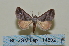  ( - BC ZSM Lep 114802)  @11 [ ] by-nc-sa (2022) SNSB, Staatliche Naturwissenschaftliche Sammlungen Bayerns ZSM (SNSB, Zoologische Staatssammlung Muenchen)