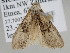  ( - BC ZSM Lep 114828)  @11 [ ] by-nc-sa (2022) SNSB, Staatliche Naturwissenschaftliche Sammlungen Bayerns ZSM (SNSB, Zoologische Staatssammlung Muenchen)