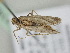  ( - BC ZSM Lep 114870)  @11 [ ] by-nc-sa (2022) SNSB, Staatliche Naturwissenschaftliche Sammlungen Bayerns ZSM (SNSB, Zoologische Staatssammlung Muenchen)