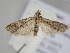  ( - BC ZSM Lep 114872)  @11 [ ] by-nc-sa (2022) SNSB, Staatliche Naturwissenschaftliche Sammlungen Bayerns ZSM (SNSB, Zoologische Staatssammlung Muenchen)