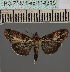  ( - BC_ZSM_Lep_114915)  @11 [ ] by-nc-sa (2022) SNSB, Staatliche Naturwissenschaftliche Sammlungen Bayerns ZSM (SNSB, Zoologische Staatssammlung Muenchen)